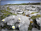 foto Parco nazionale del Burren